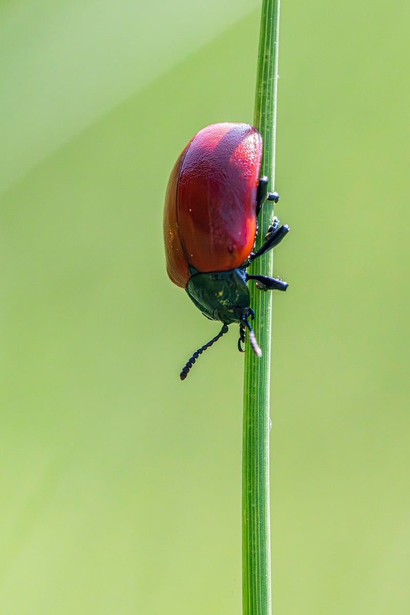 Natural Pest Control